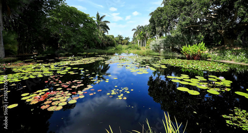 Beautiful Water Lily Garden in Naples, Florida, USA.