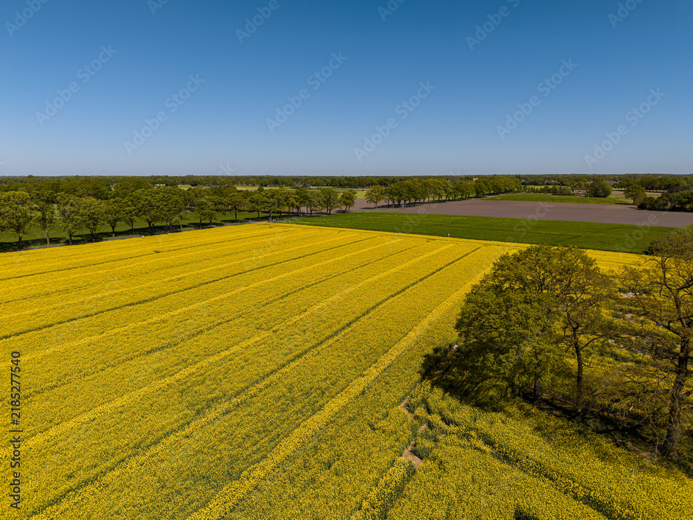 Obraz premium High angle wide horizontal aerial drone photograph of vibrant yellow rapeseed field, tramlines, mature oak trees, and tilled soil in rural Gelderland, Achterhoek, Netherlands on sunny spring day
