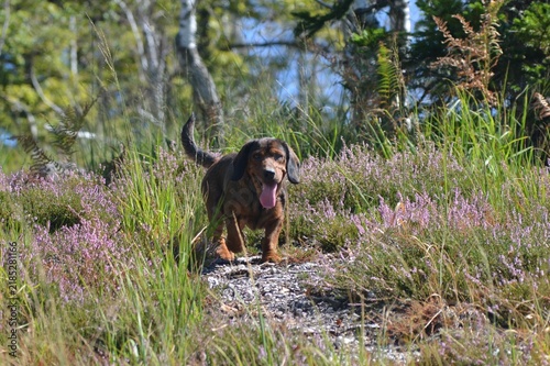 Alpine dachsbracke hunting dog in blooming heather meadow