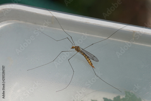 Female crane fly Nephrotoma flavipalpis, family Tipulidae on a transparent plastic lid. September. Netherlands
