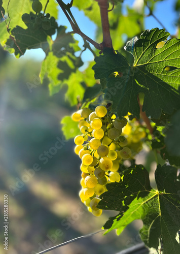 Konstfotografi Weintrauben