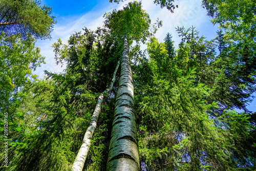 trees in the forest