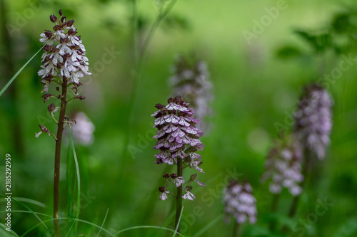 Foto Lady orchid Orchis purpurea flowering protected plants, beautiful purple white f