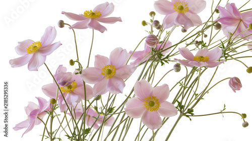 Cuadro en lienzo Isolated vibrant blooming pink Japanese anemone flowers and buds with yellow cen