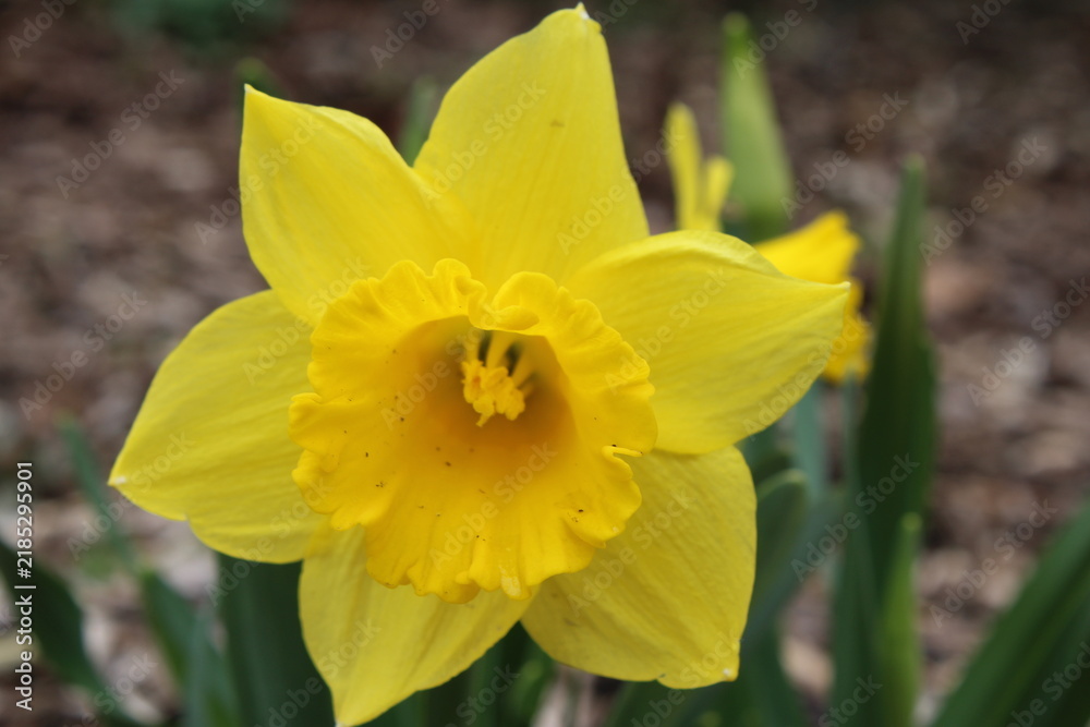 Fototapeta premium Close up shot of a yellow daffodil flower in the spring with blurred background