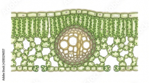 Leaf Cross Section Botanical Anatomy Illustration