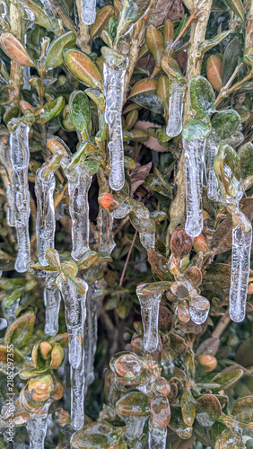 Quadro su tela Close Up of Green Evergreen Leaves Encased in Solid Ice