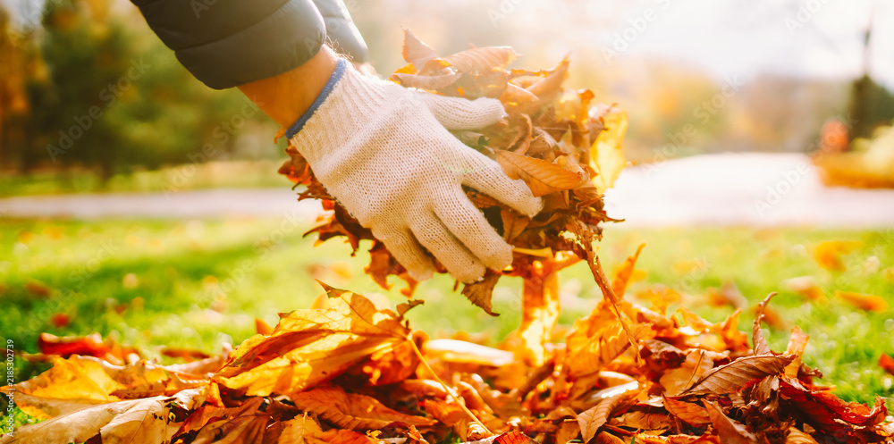 Obraz premium Volunteer wearing gloves collects fallen leaves in yard in autumn. Person rakes bright leaves into pile in a park at sunset. Concepts: cleanup, volunteering, environment.