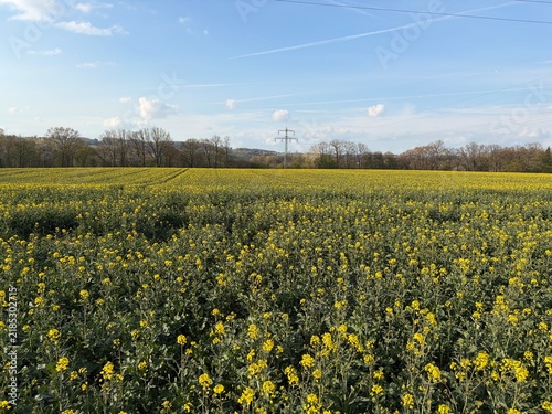 Rapsblüte in der Stadt Menden im Sauerland	