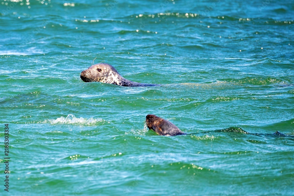 Fototapeta premium Grey seals (Halichoerus grypus) swimming in the water near Helgoland Dune, North Sea, Germany - July 2026