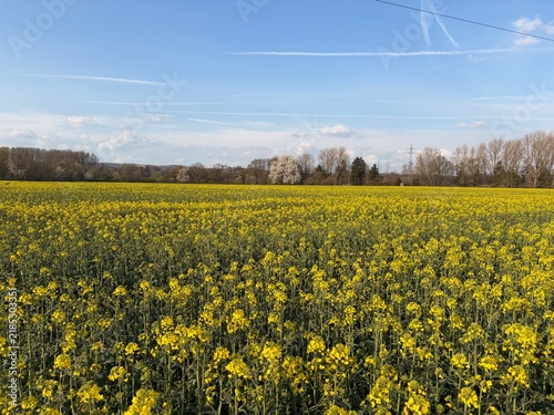 Rapsblüte in der Stadt Menden im Sauerland	