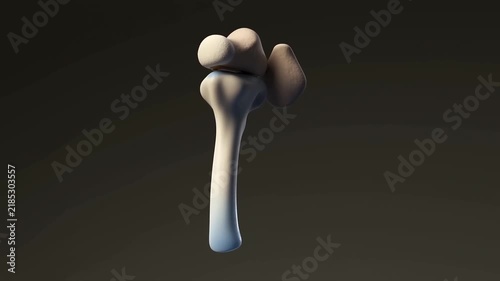 Slow tracking shot of femur bone anatomy model rotating and turning against dark isolated studio background for medical educational study