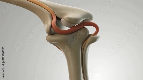 Slow motion tracking pan of knee joint ligaments flexing and sliding in anatomical model studio medical illustration