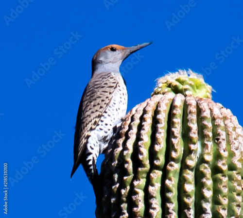 Gilded Flicker woodpecker perched on a flowering saguaro cactus against a vivid blue sky in the Sonoran Desert of Arizona.
