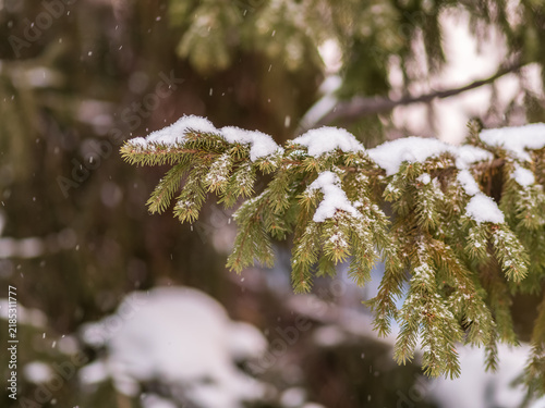 Фотография Green fir branches in winter covered with snow