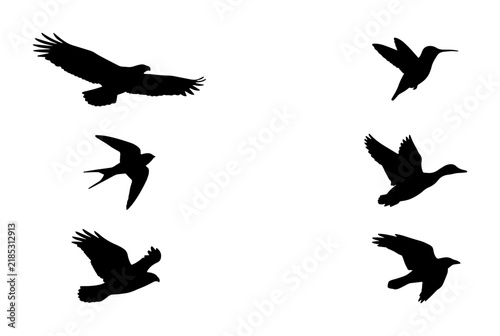Foto Silhouette Bird Collection: Eagle, Swallow, Hummingbird, Duck, Hawk, Crow Vector