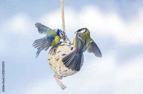 Foto little birds feeding on bird feeder with suet fat ball