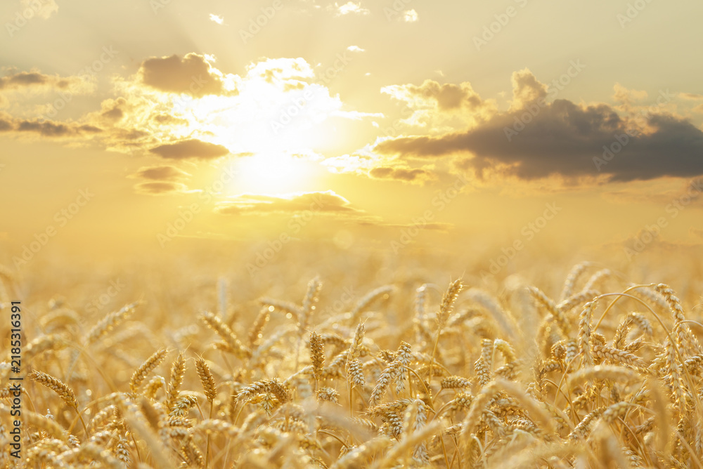 Obraz premium Close up of ripening wheat ears on sunset time. Wheat field on summer time