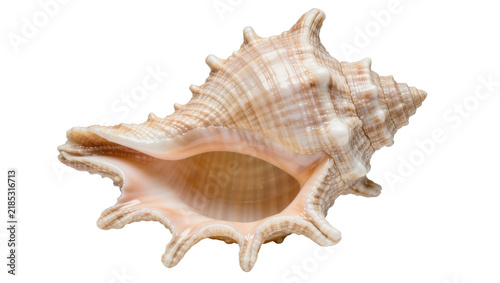 Foto Spiky beige seashell with textured spiral, isolated on transparent background