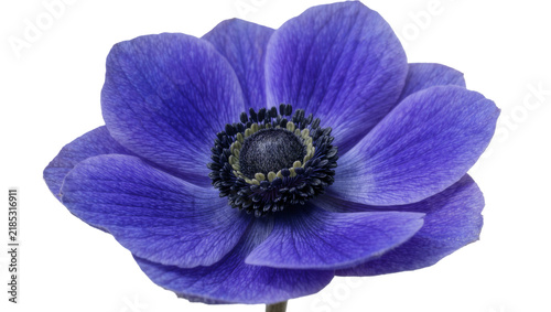 Fotografía Vibrant blue anemone flower with dark center, isolated on transparent background