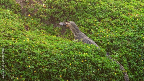 Asian water monitor lizard swallowing rat whole in lush green bushes with small yellow flowers outdoor in wild nature medium shot