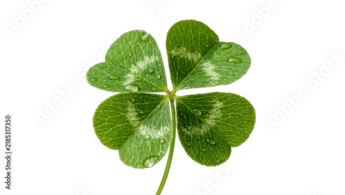 Obraz na plátně Four-leaf clover with water droplets, isolated on transparent background