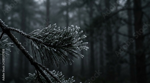 Frost covered pine needles on a branch in a dark winter forest