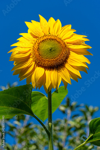 Gewöhnliche Sonnenblume in voller Blüte