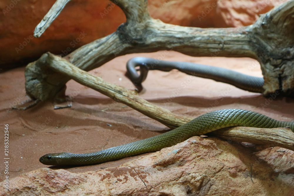 Obraz premium Olive-Green Snake Slithering Across Arid Sand and Branches