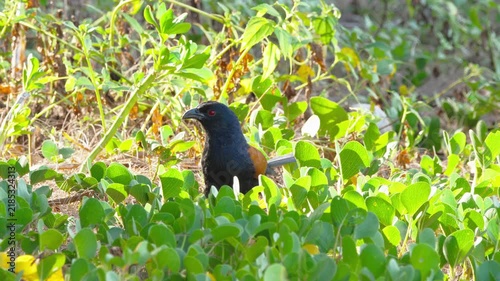 Greater coucal bird standing and searching for food among lush green coastal morning glory vines in bright natural sunlight, close-up shot