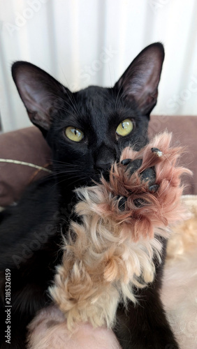 Fotografie Black cat relaxing with dog, friendship between pets at home.