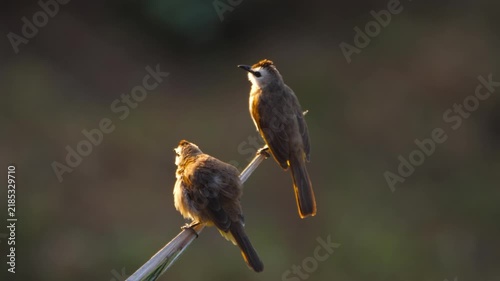 Pair of bulbul birds perching on a thin stem and preening feathers in soft golden sunset backlight. Natural wildlife close up shot
