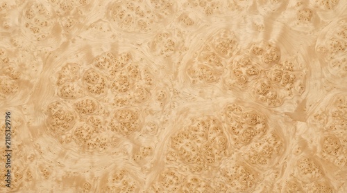 Burl Wood Texture, Natural Maple Veneer Pattern, Abstract Organic Grain, Warm Beige Background