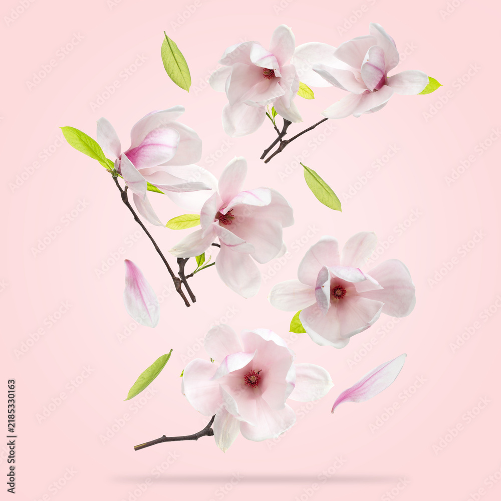 Fototapeta premium Magnolia flowers and leaves falling against pastel pink background