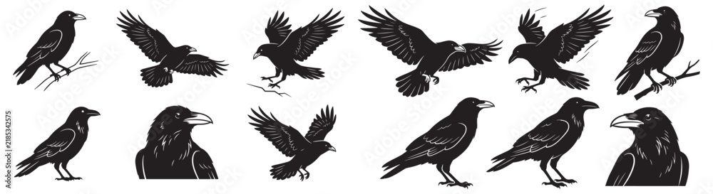 Obraz premium Set of Raven and Crow Silhouette Illustrations: Flying, Perched and Portrait Vector Graphics