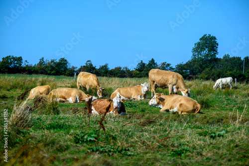 Cows are lying and standing in a grassy field. The sky is blue with few clouds. They enjoy the sunlight in a rural area with trees in the background