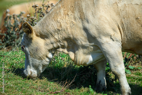 A cow is eating grass in a field. It is sunny and the area has green plants. Other cows are nearby. The scene shows a typical rural setting
