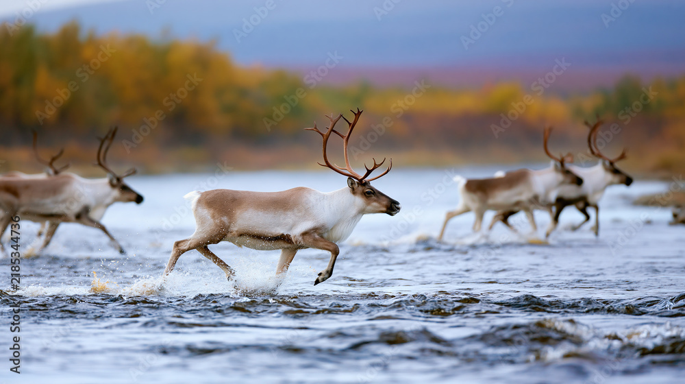 Obraz premium Reindeer running in shallow water during migration