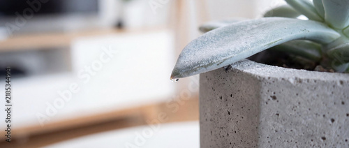 Macro close-up of a succulent leaf with a clear water drop in a grey concrete pot, minimalist interior decor, soft natural lighting