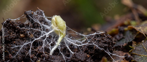 Macro Photography of a Sprouting Seed Covered in White Fungal Mycelium on Dark Forest Soil with Dew Drops