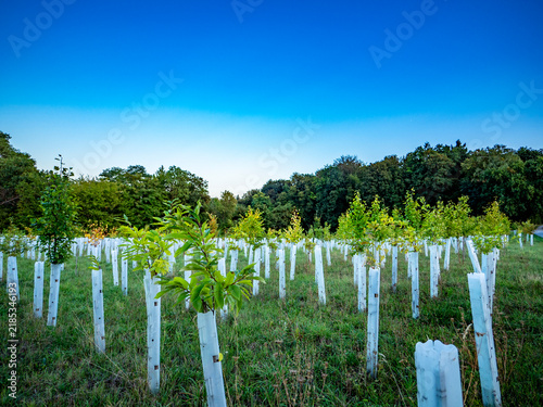 Wiederaufforstung im Mischwald am Waldrand