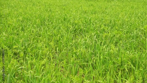 Fresh green grass field in spring
