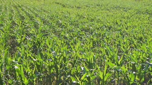 Green corn field growing across agricultural farmland
