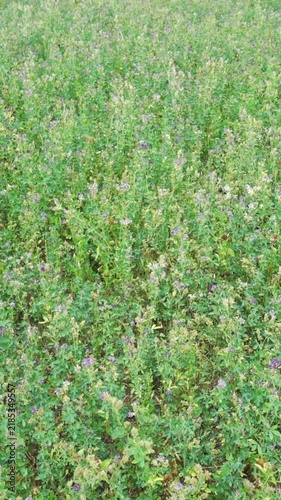 Lush green clover field for livestock