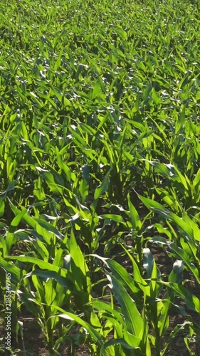 Vertical video of a green corn field seen from above