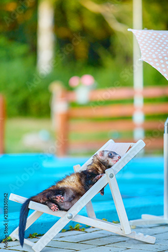 Konstfotografi Domestic ferret relaxing on a sun lounger by the pool on a sunny summer day