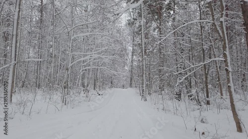 Snow-covered forest with a quiet winter trail