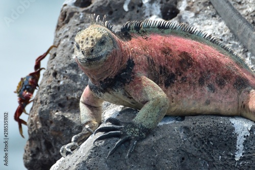 Obraz na plátně Marine iguana looking forward with a sally lightfoot crab on a volcanic rock, Is