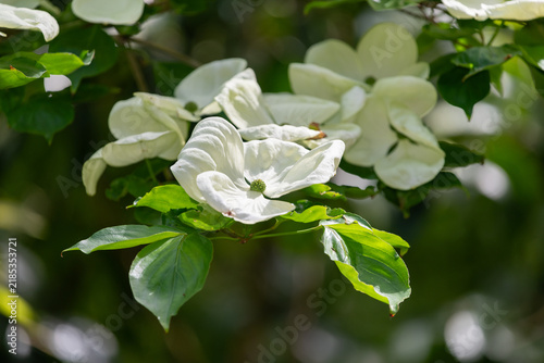 Large Venus dogwood (cornus x elwinortinii Venus) flowers blooming in the garden