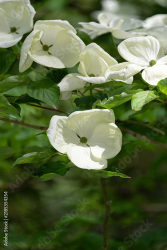 Large Venus dogwood (cornus x elwinortinii Venus) flowers blooming in the garden